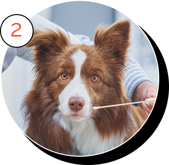 A dog with a swab near its mouth.