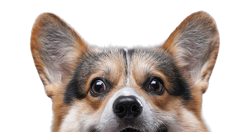 A corgi smiling.