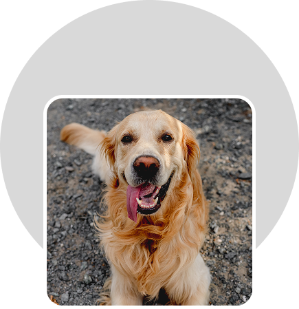 Golden retriever smiling