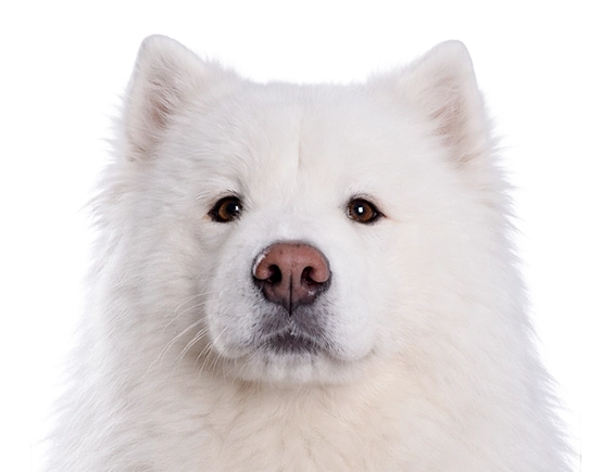 White samoyed dog