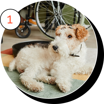 A dog laying on the floor