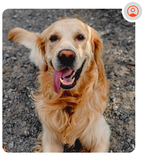 A happy golden retriever